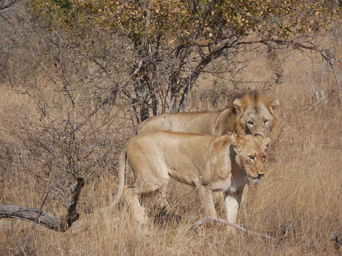 Mbizi Bush Lodge Grietjie Game Reserve Εξωτερικό φωτογραφία