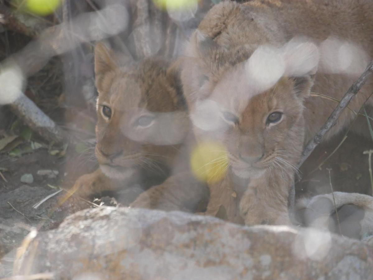 Mbizi Bush Lodge Grietjie Game Reserve Εξωτερικό φωτογραφία