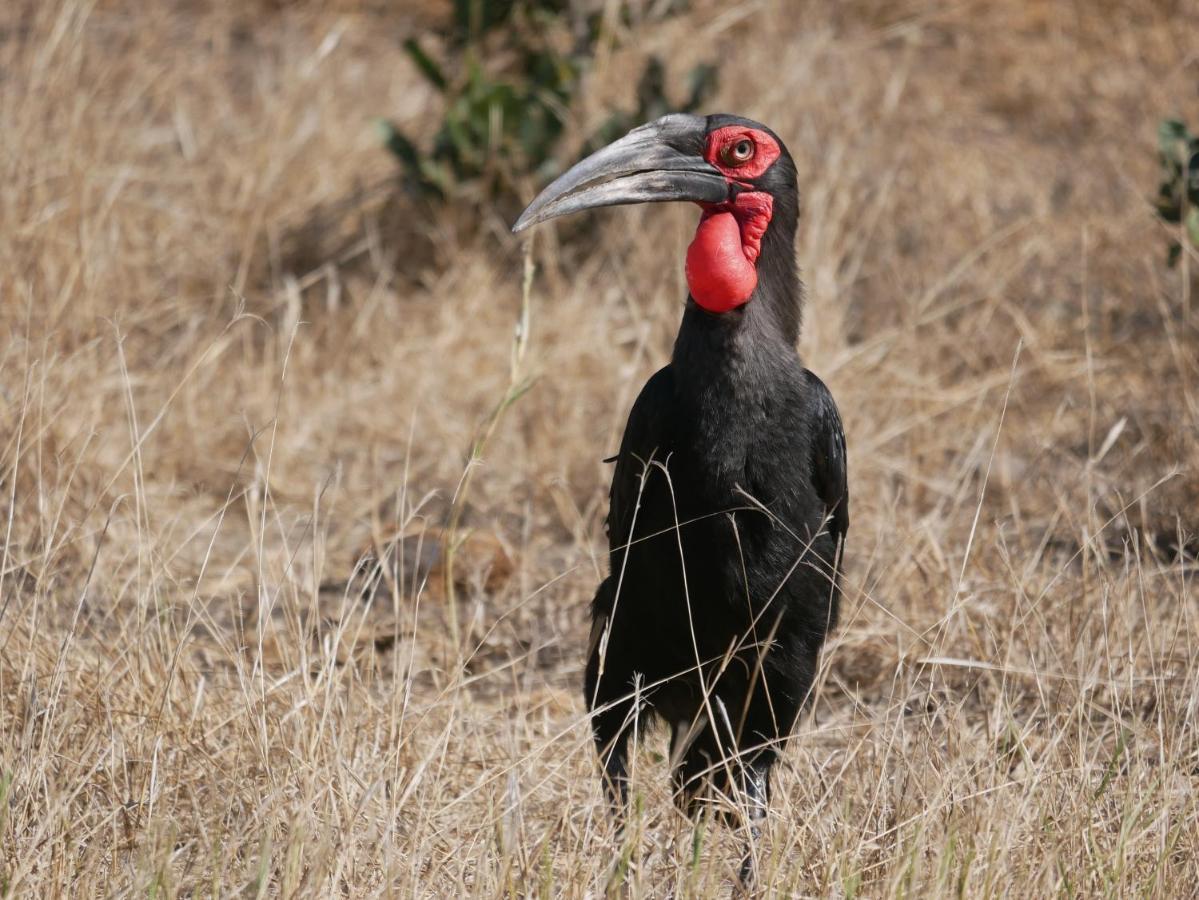 Mbizi Bush Lodge Grietjie Game Reserve Εξωτερικό φωτογραφία