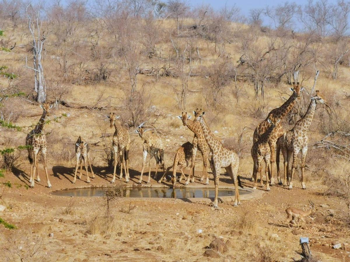 Mbizi Bush Lodge Grietjie Game Reserve Εξωτερικό φωτογραφία