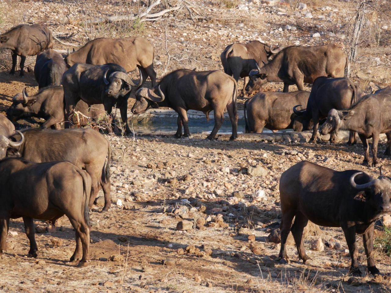 Mbizi Bush Lodge Grietjie Game Reserve Εξωτερικό φωτογραφία