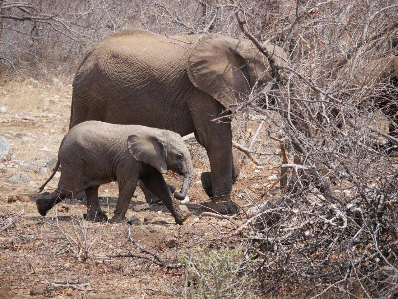 Mbizi Bush Lodge Grietjie Game Reserve Εξωτερικό φωτογραφία
