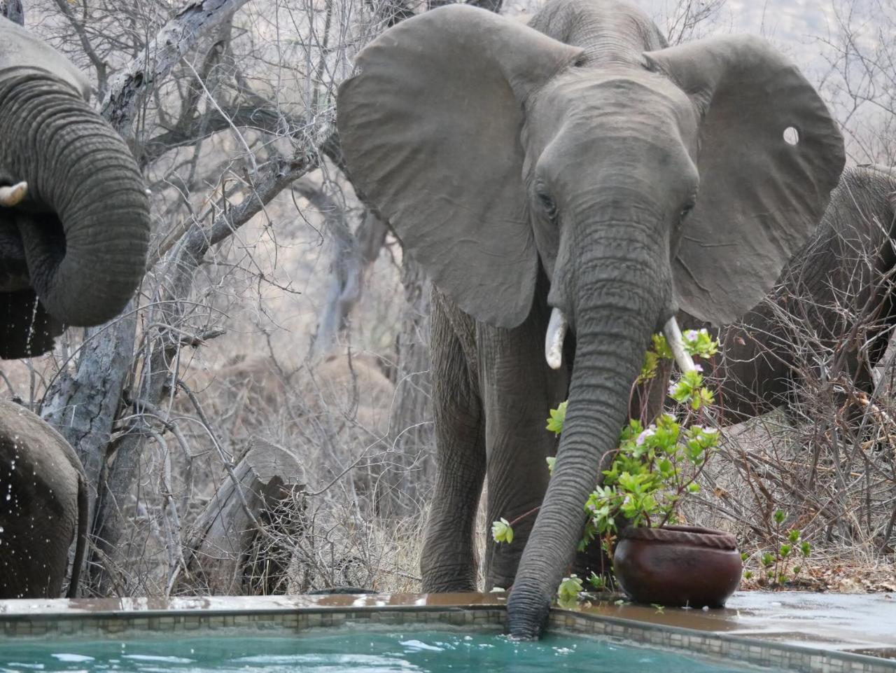 Mbizi Bush Lodge Grietjie Game Reserve Εξωτερικό φωτογραφία