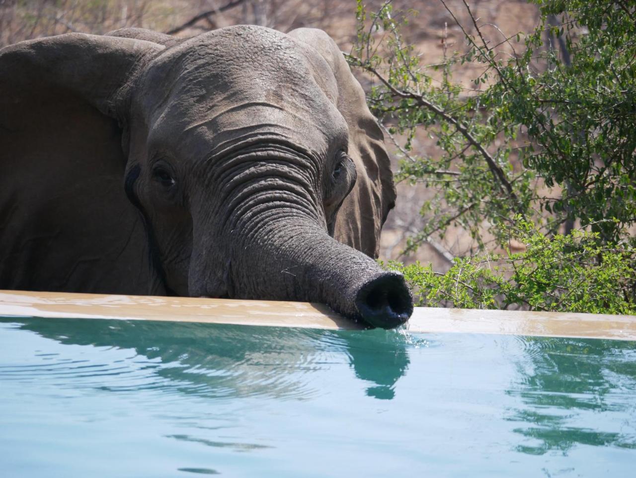 Mbizi Bush Lodge Grietjie Game Reserve Εξωτερικό φωτογραφία