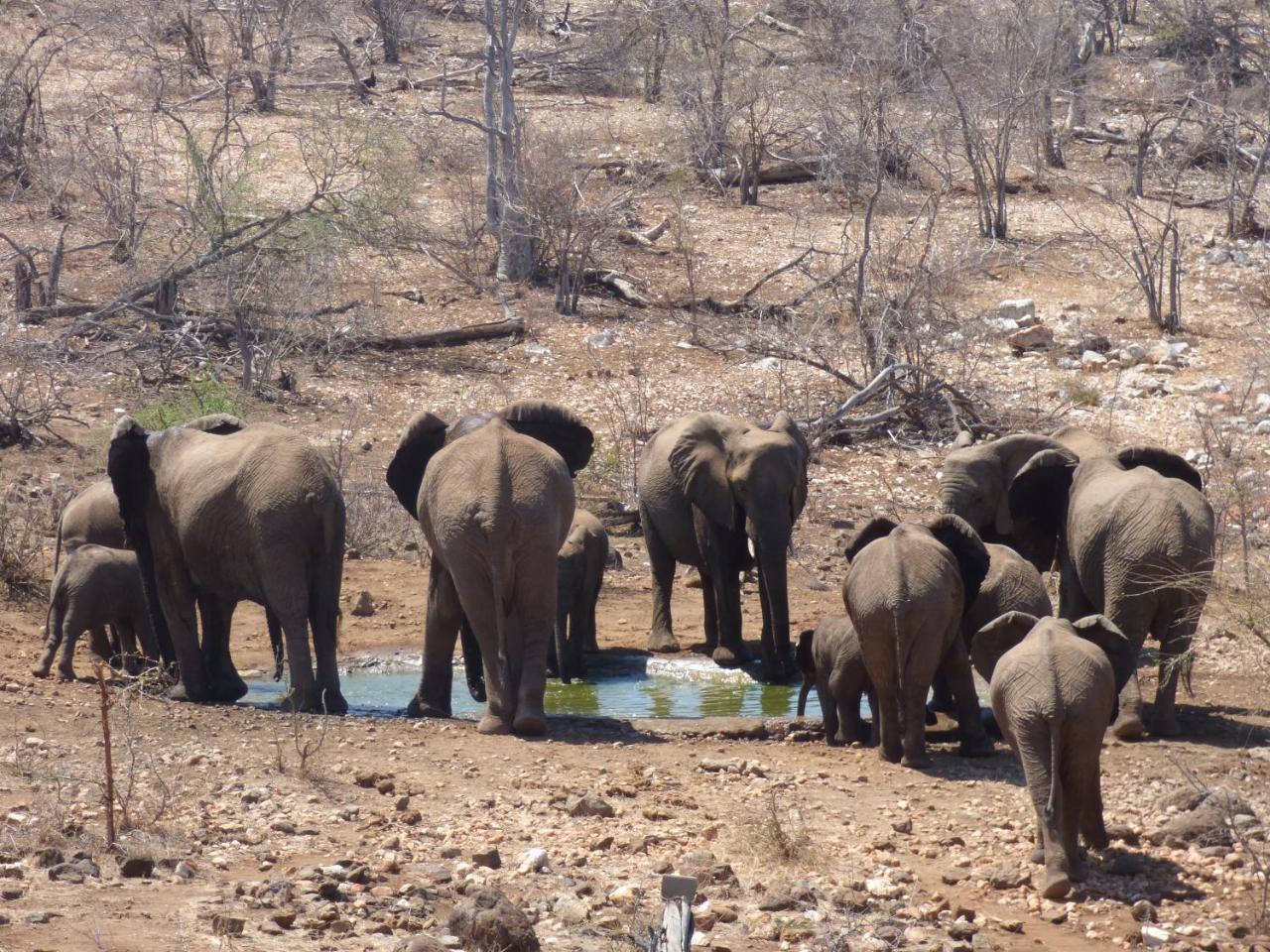 Mbizi Bush Lodge Grietjie Game Reserve Εξωτερικό φωτογραφία
