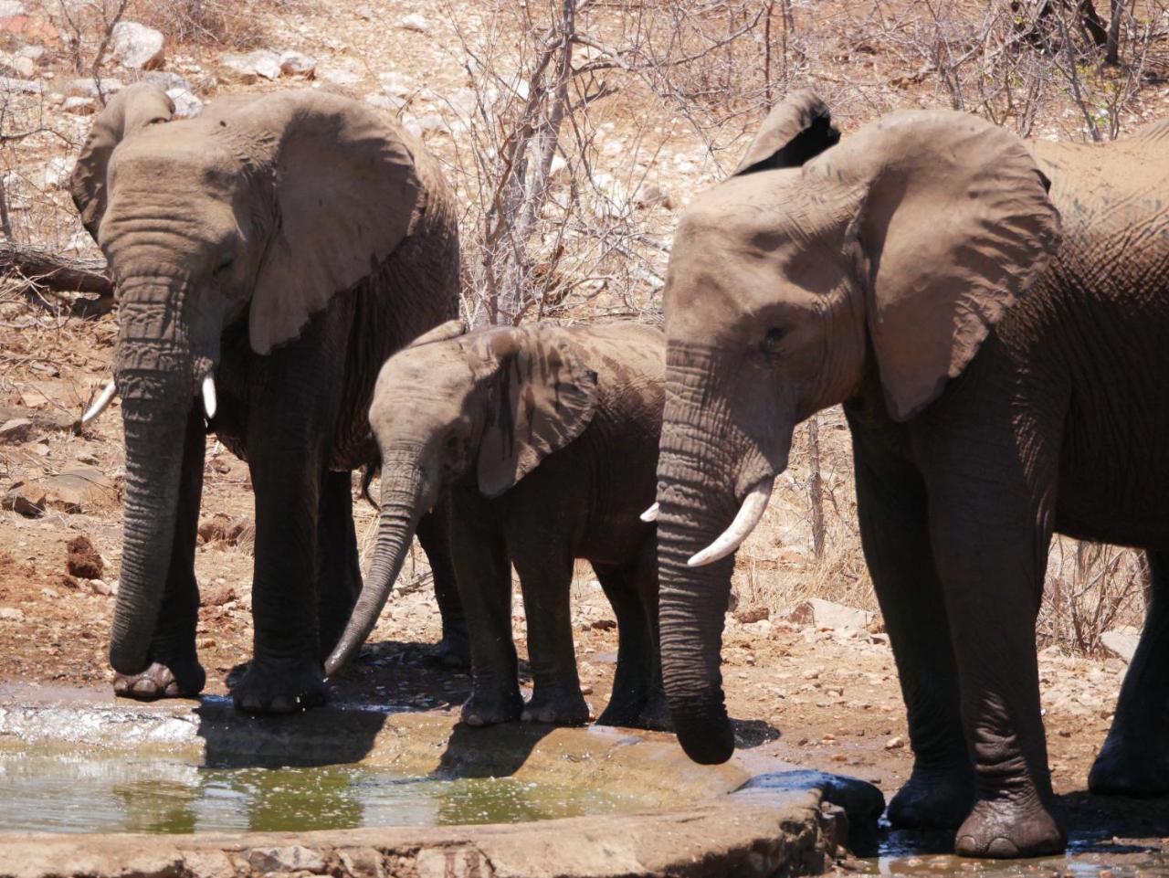 Mbizi Bush Lodge Grietjie Game Reserve Εξωτερικό φωτογραφία