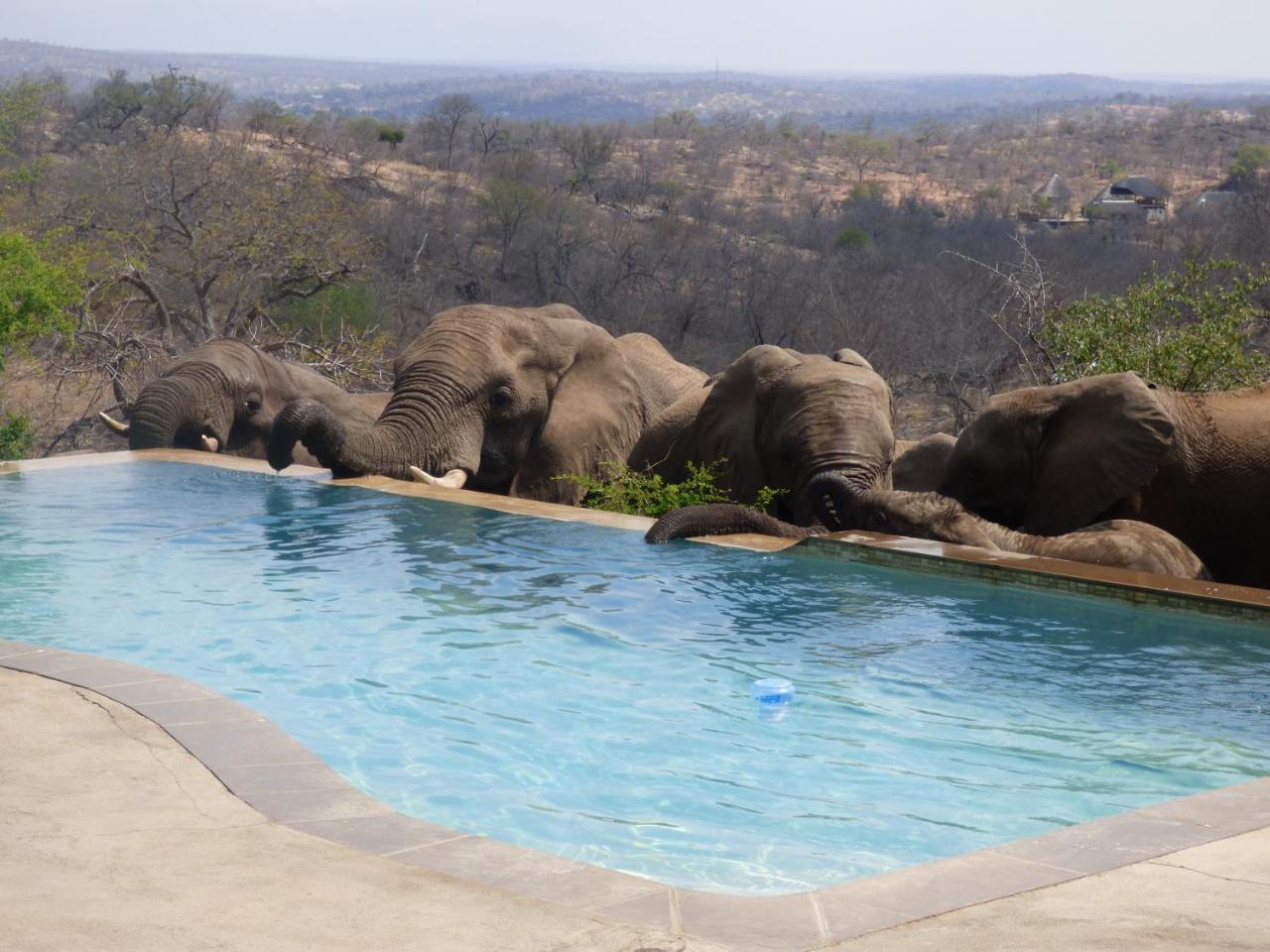 Mbizi Bush Lodge Grietjie Game Reserve Εξωτερικό φωτογραφία