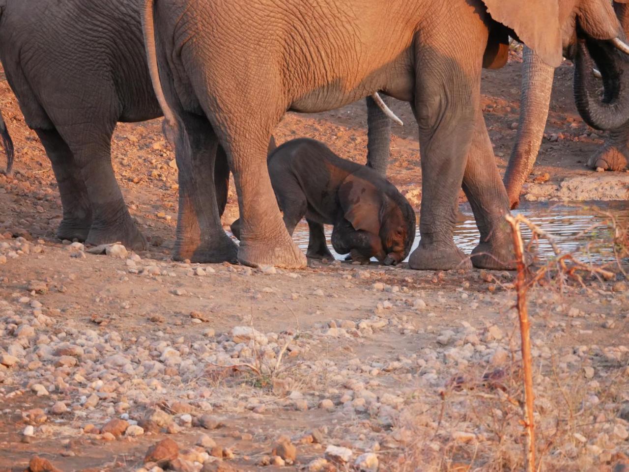 Mbizi Bush Lodge Grietjie Game Reserve Εξωτερικό φωτογραφία