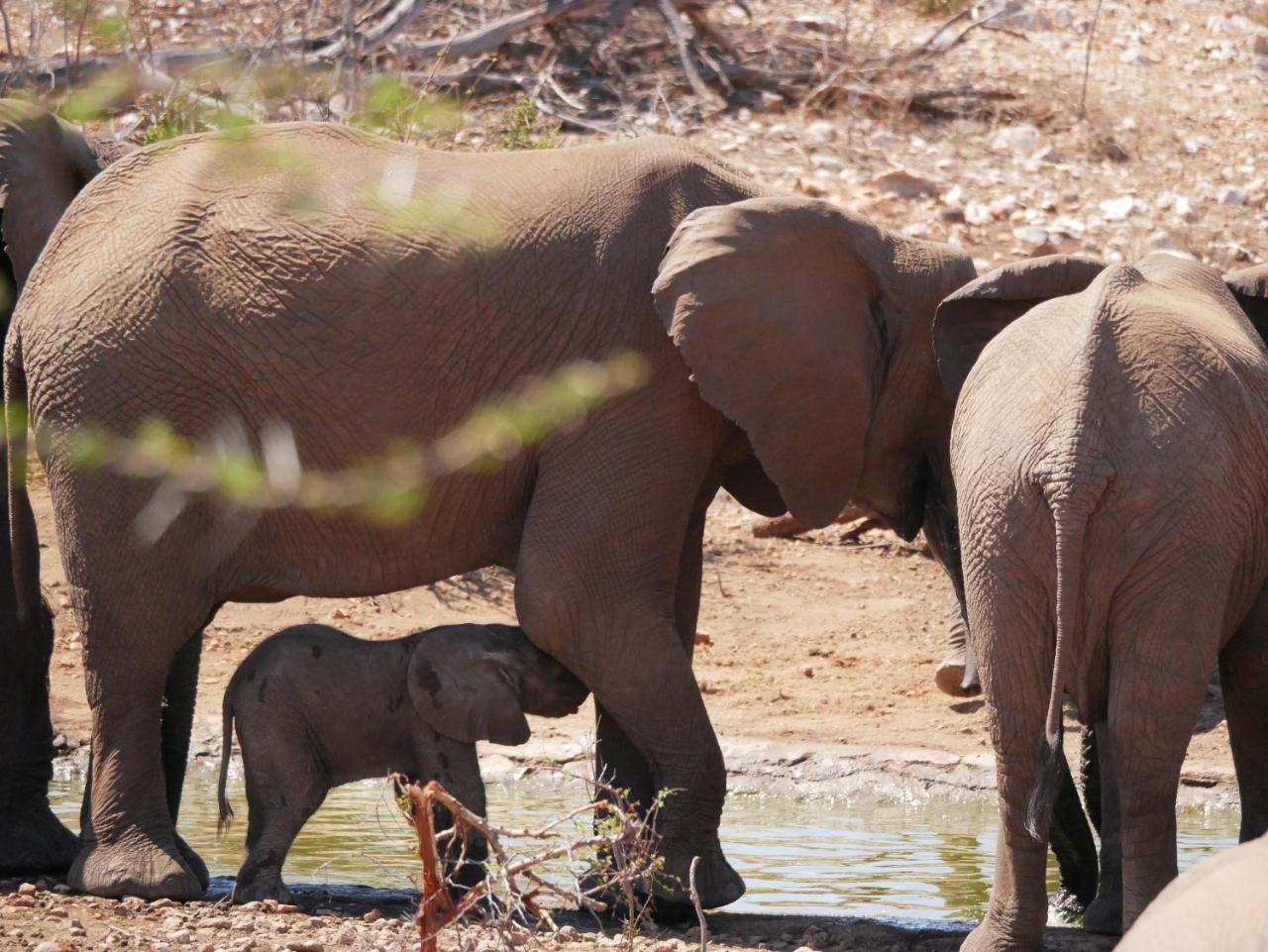 Mbizi Bush Lodge Grietjie Game Reserve Εξωτερικό φωτογραφία