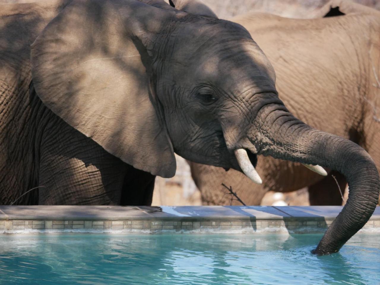 Mbizi Bush Lodge Grietjie Game Reserve Εξωτερικό φωτογραφία