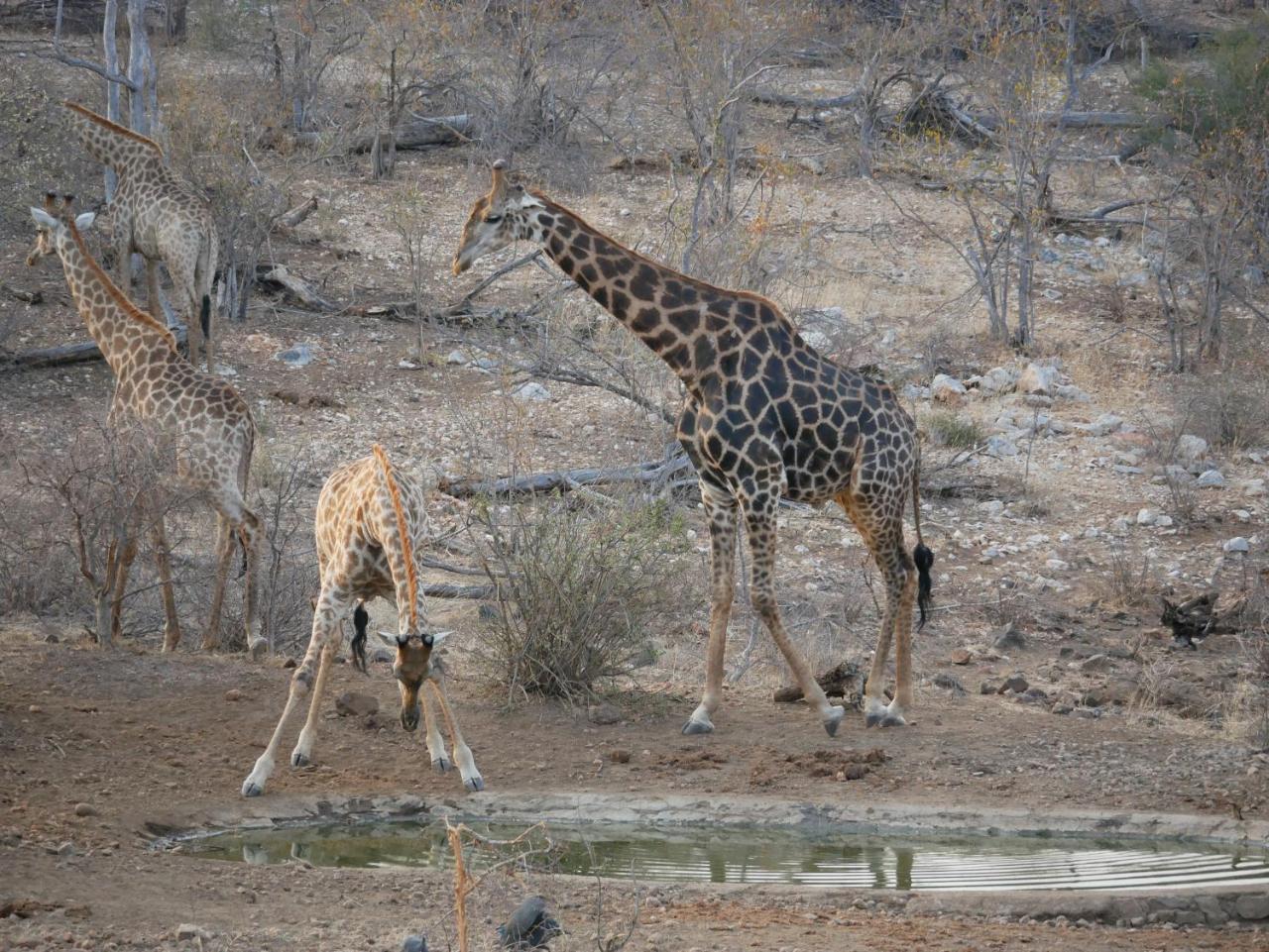 Mbizi Bush Lodge Grietjie Game Reserve Εξωτερικό φωτογραφία