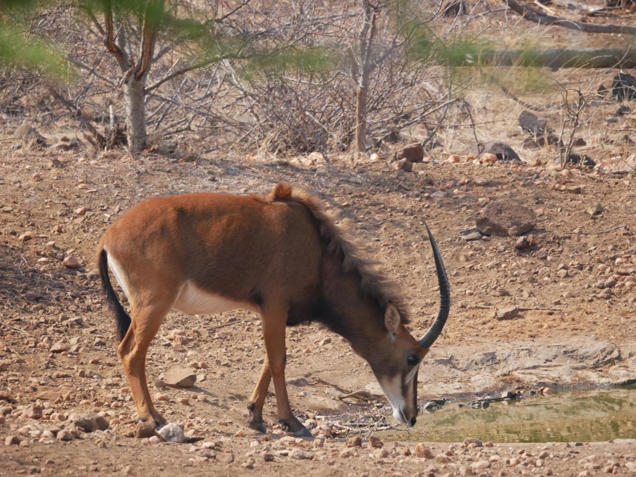 Mbizi Bush Lodge Grietjie Game Reserve Εξωτερικό φωτογραφία