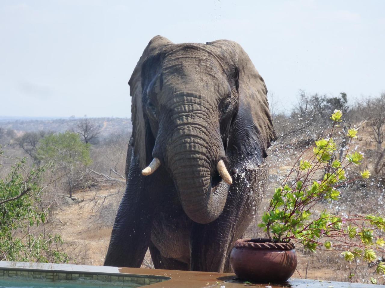 Mbizi Bush Lodge Grietjie Game Reserve Εξωτερικό φωτογραφία