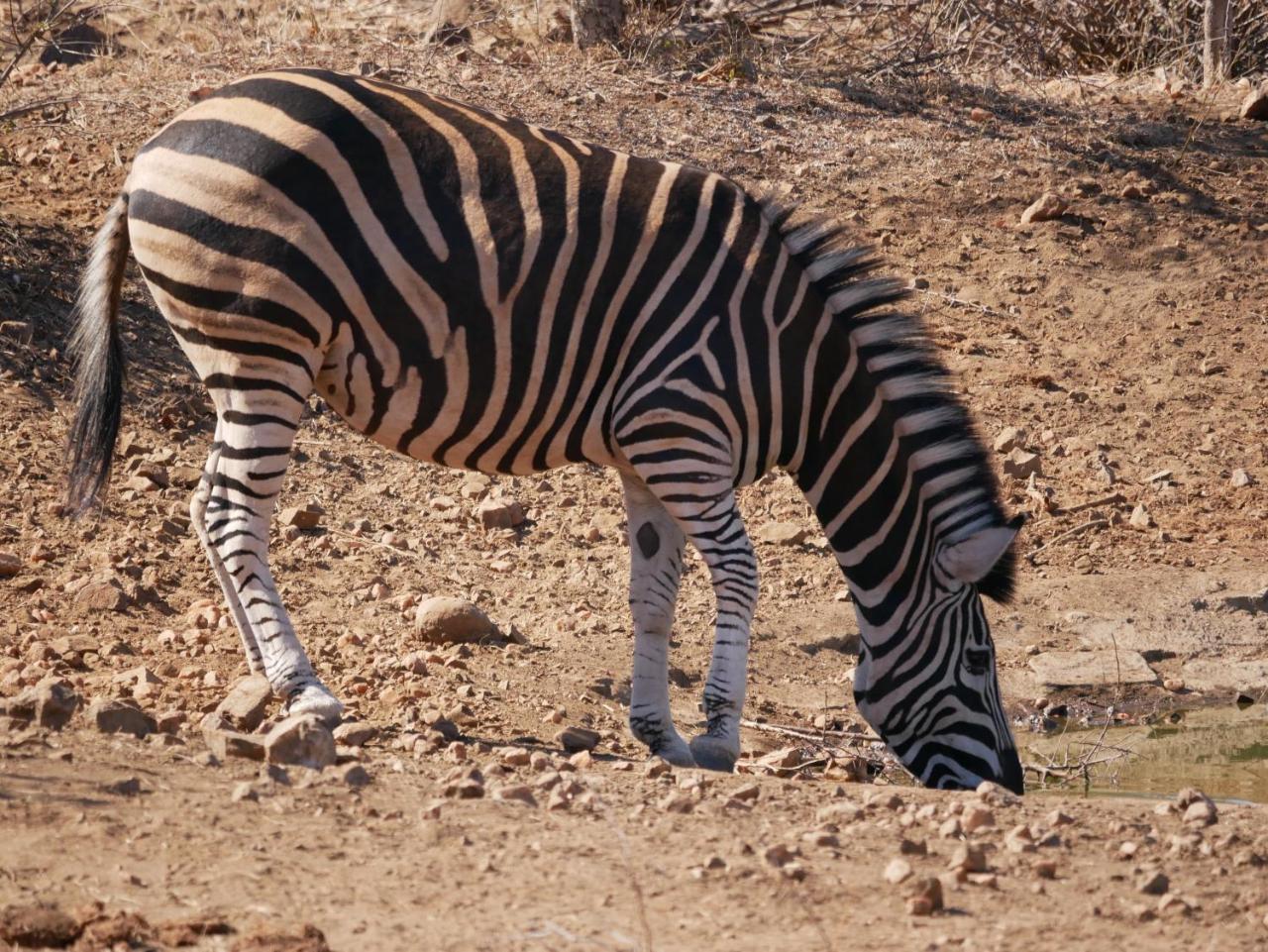 Mbizi Bush Lodge Grietjie Game Reserve Εξωτερικό φωτογραφία