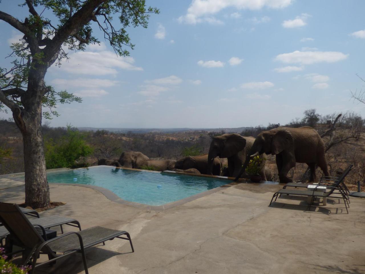 Mbizi Bush Lodge Grietjie Game Reserve Εξωτερικό φωτογραφία