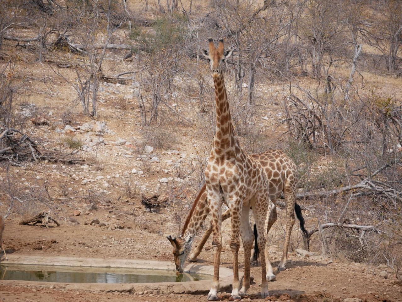 Mbizi Bush Lodge Grietjie Game Reserve Εξωτερικό φωτογραφία