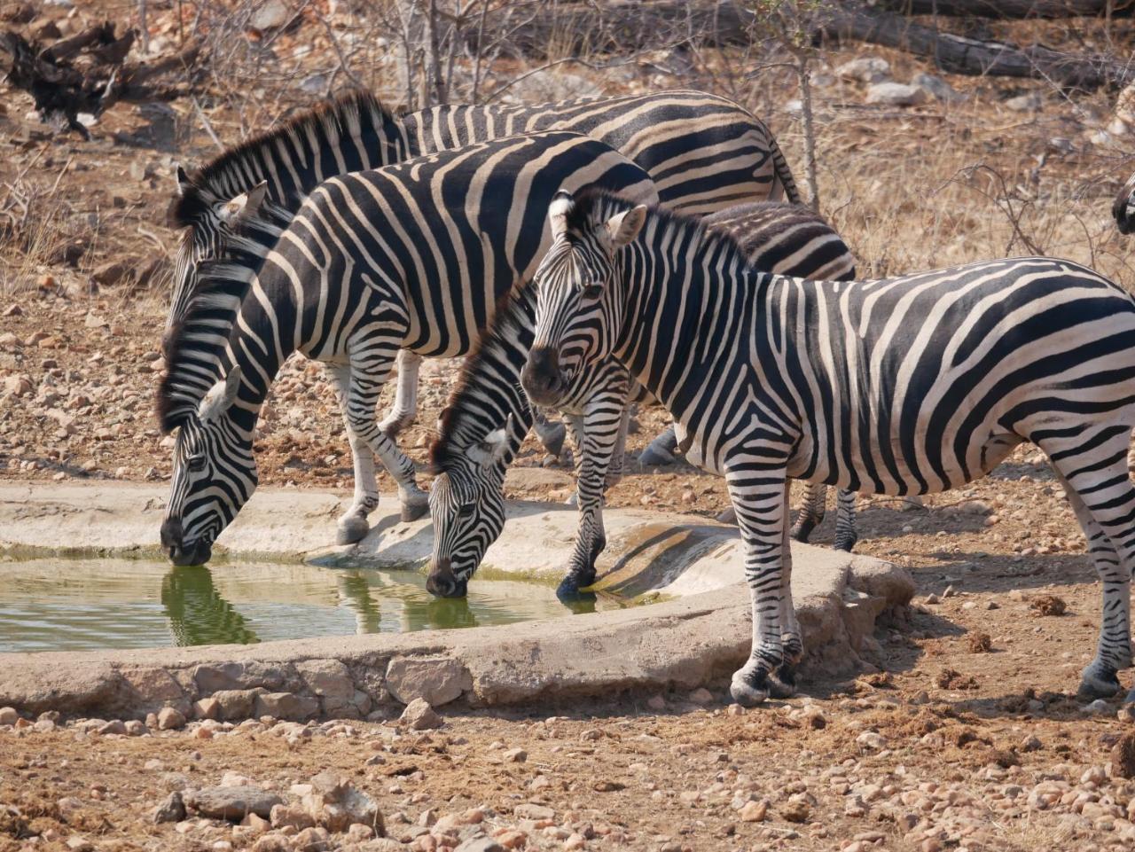 Mbizi Bush Lodge Grietjie Game Reserve Εξωτερικό φωτογραφία