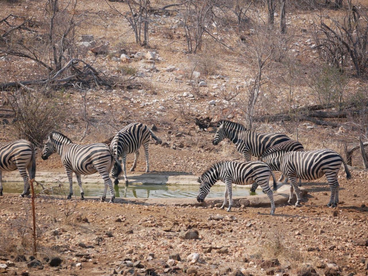 Mbizi Bush Lodge Grietjie Game Reserve Εξωτερικό φωτογραφία