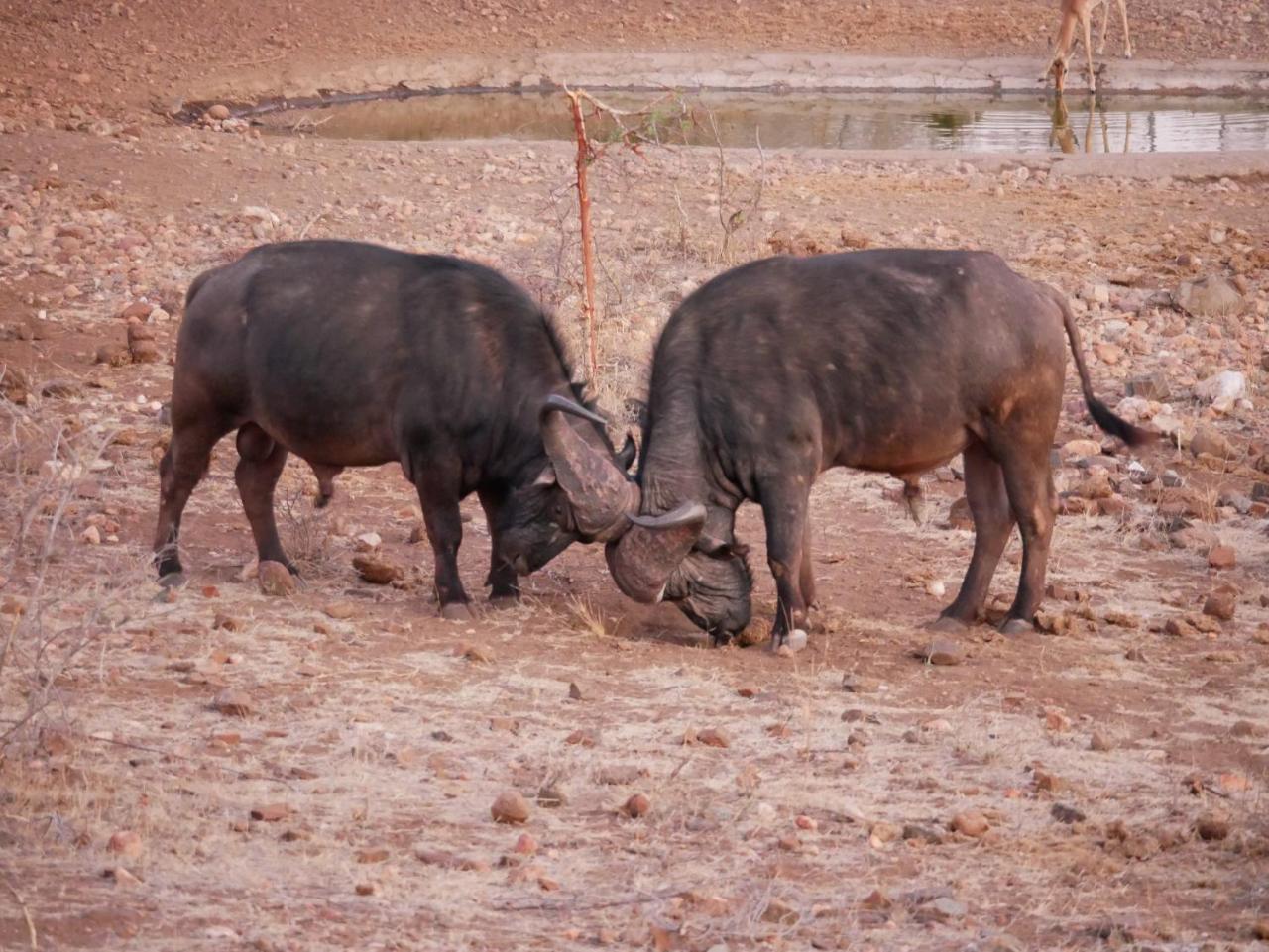 Mbizi Bush Lodge Grietjie Game Reserve Εξωτερικό φωτογραφία