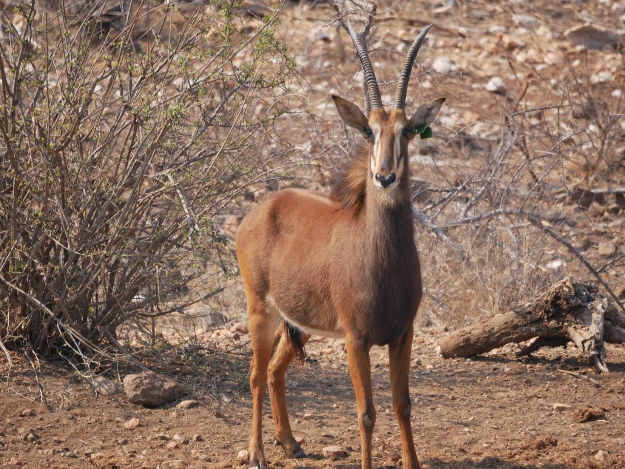 Mbizi Bush Lodge Grietjie Game Reserve Εξωτερικό φωτογραφία