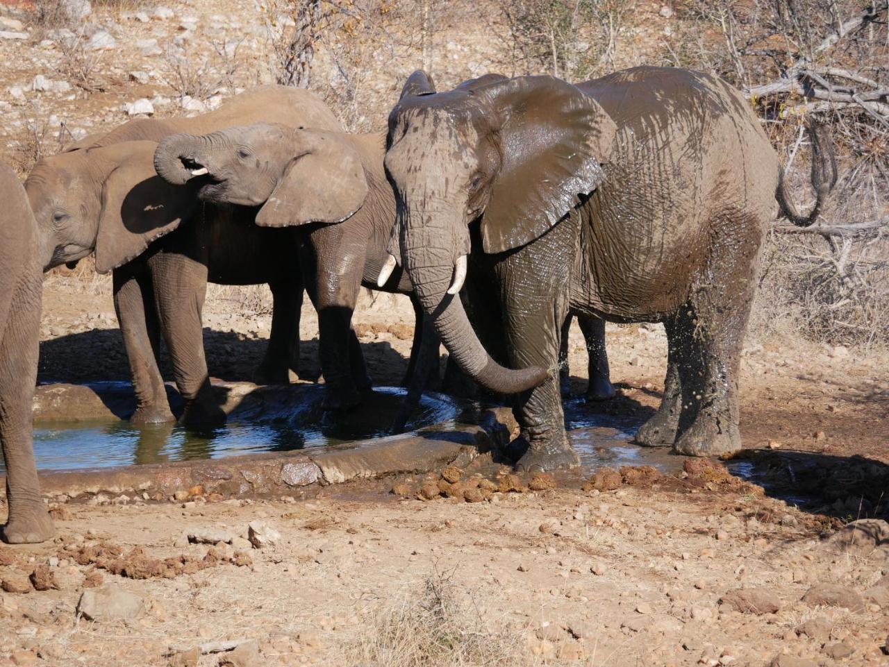 Mbizi Bush Lodge Grietjie Game Reserve Εξωτερικό φωτογραφία