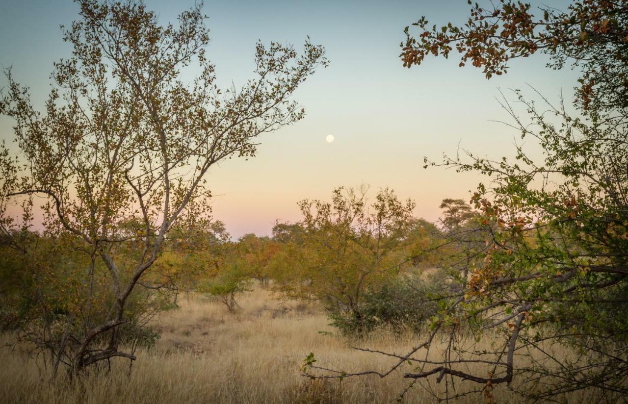 Mbizi Bush Lodge Grietjie Game Reserve Εξωτερικό φωτογραφία